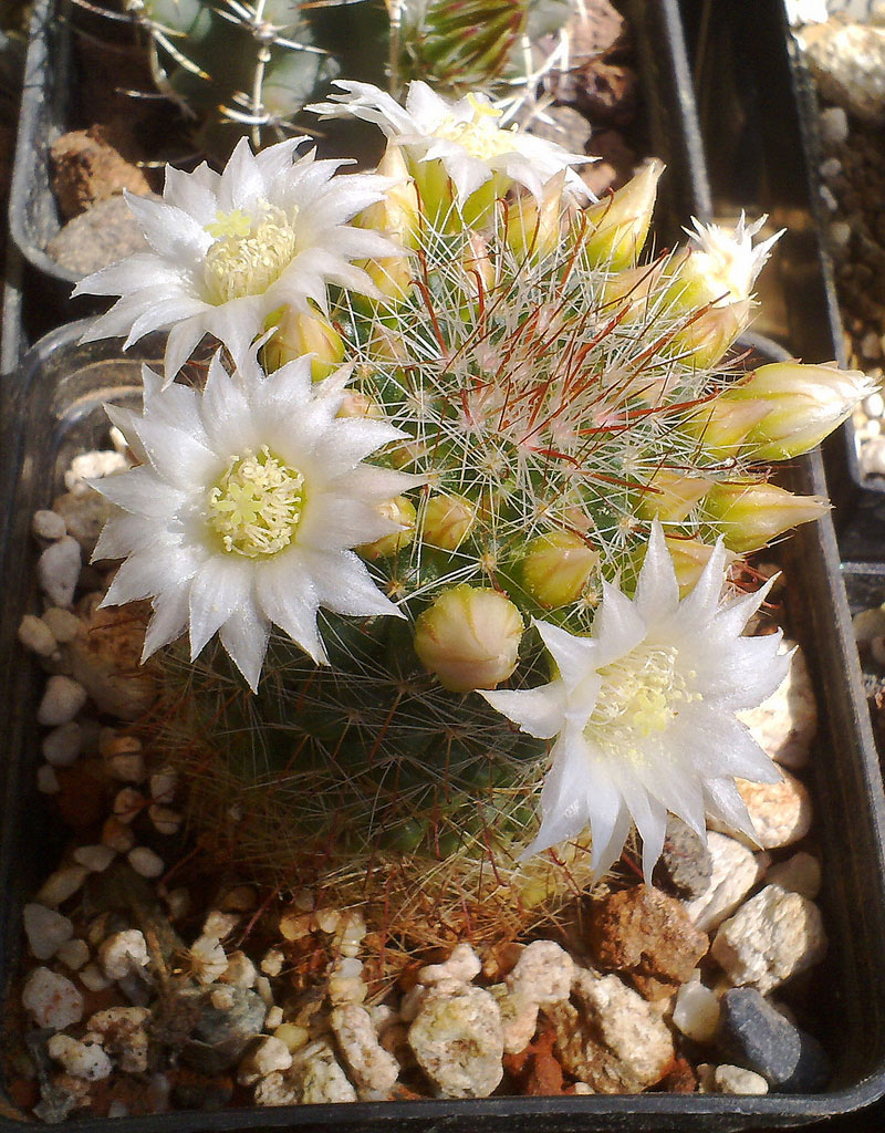 Mammillaria zeilmanniana v. albiflora